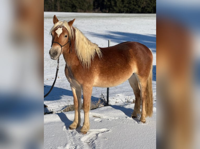Haflinger Semental 3 años 140 cm Alazán in Sierning