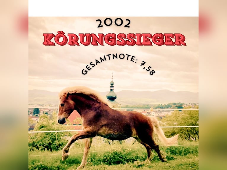 Haflinger Semental 3 años 140 cm Alazán in Sierning