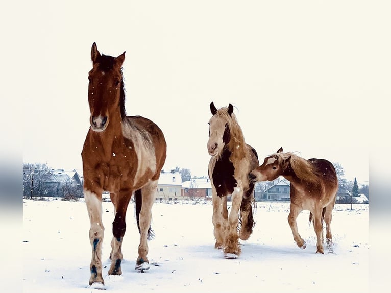 Haflinger Semental 3 años 140 cm Alazán in Sierning