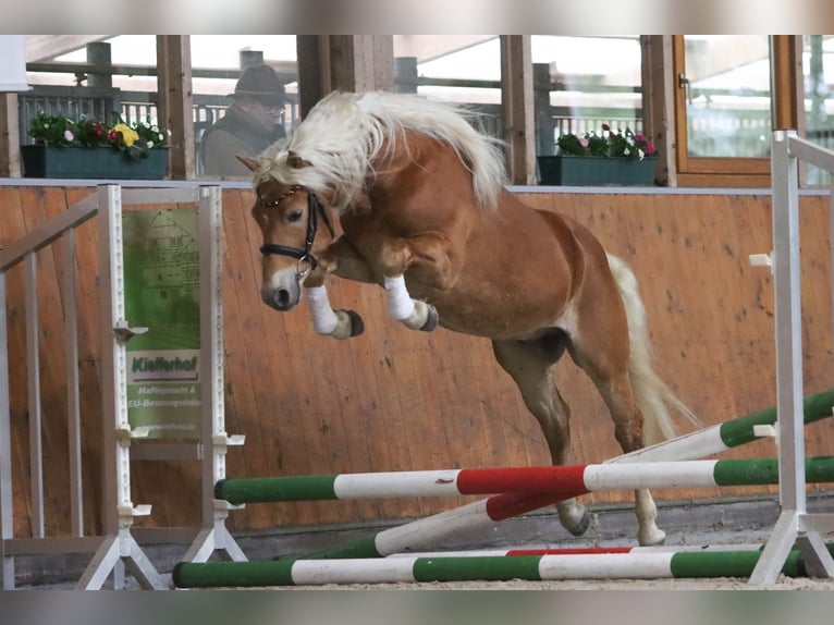 Haflinger Semental 3 años 147 cm Alazán in Duisburg