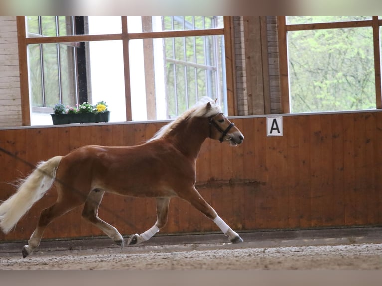 Haflinger Semental 3 años 147 cm Alazán in Duisburg