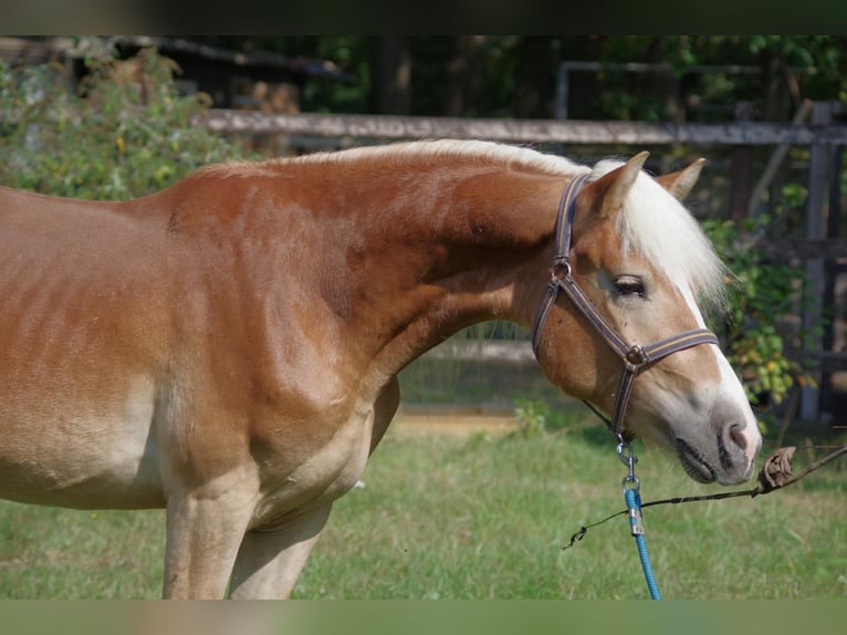 Haflinger Semental 3 años 148 cm Alazán rojizo in Wellerlooi