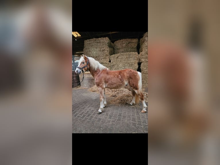 Haflinger Semental 3 años 149 cm Alazán in Wolfstein