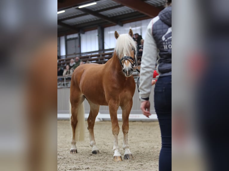 Haflinger Semental 3 años 149 cm Alazán in Duisburg