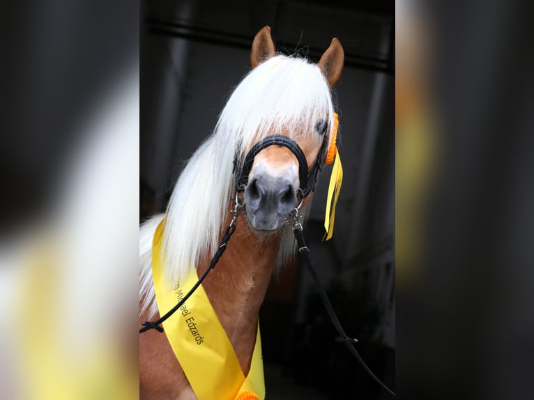Haflinger Semental 3 años 149 cm Alazán in Meinersen