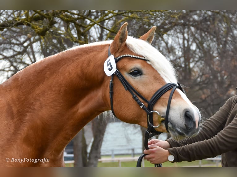Haflinger Semental 3 años 151 cm Alazán in Koßdorf