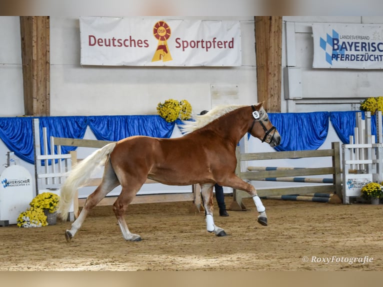 Haflinger Semental 3 años 151 cm Alazán in Koßdorf