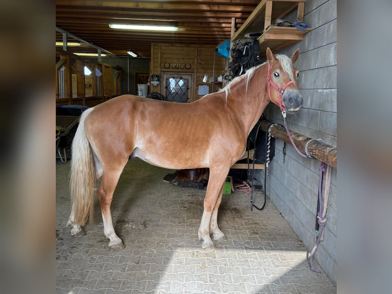 Haflinger Semental 3 años 152 cm Alazán in Daleiden