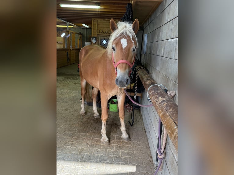Haflinger Semental 3 años 152 cm Alazán in Daleiden