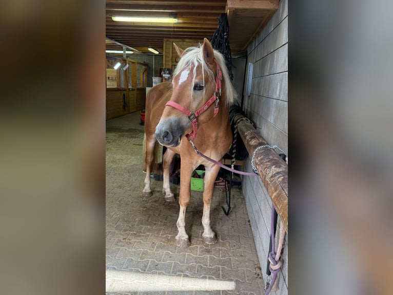 Haflinger Semental 3 años 152 cm Alazán in Daleiden