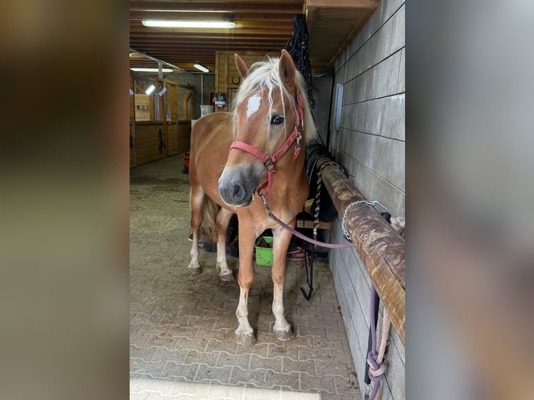 Haflinger Semental 3 años 152 cm Alazán in Daleiden
