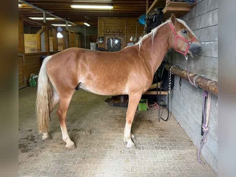 Haflinger Semental 3 años 152 cm Alazán in Daleiden