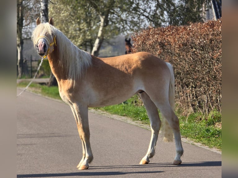 Haflinger Semental 3 años 155 cm Palomino in Someren