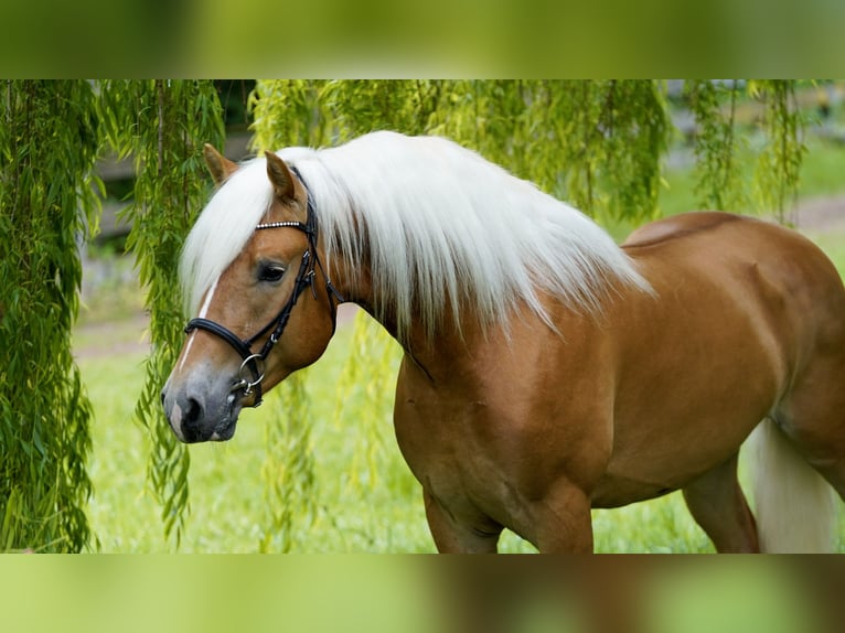 Haflinger Semental 3 años 156 cm  in Eppan