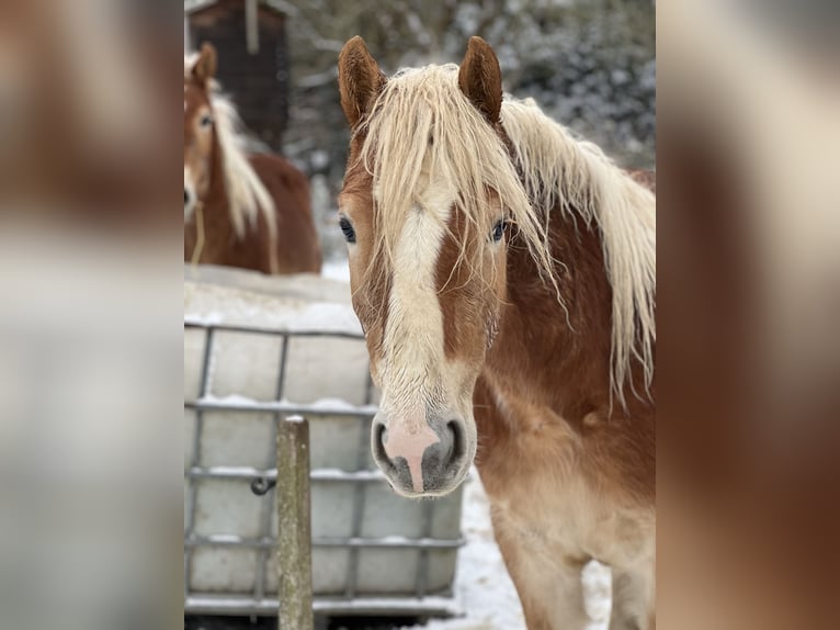Haflinger Semental 3 años Alazán in Seedorf