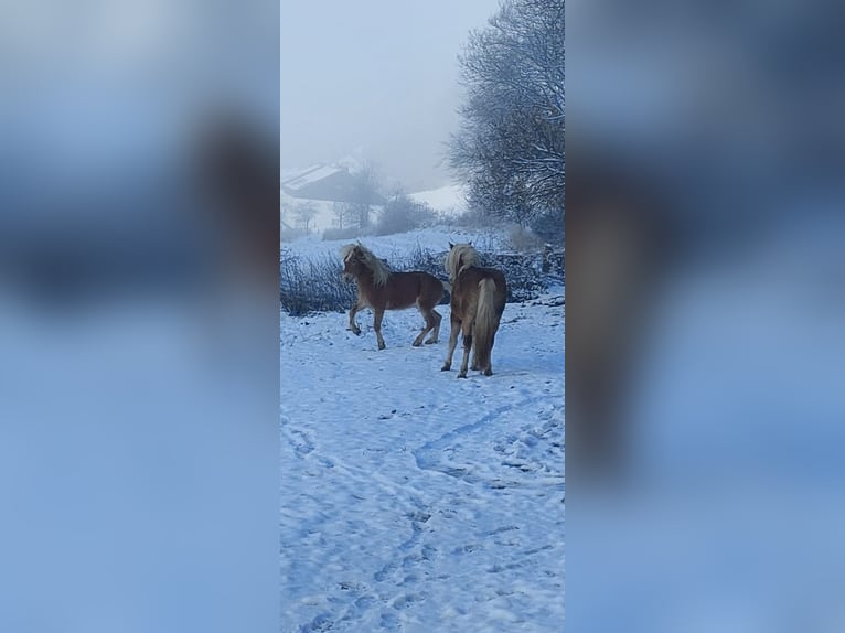 Haflinger Semental 3 años in Winterberg