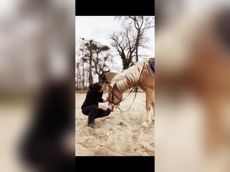 Haflinger Semental 3 años in Oisnitz