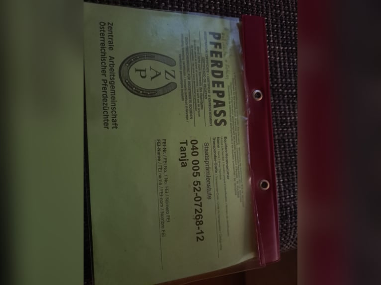 Haflinger Semental 3 años in Obertilliach