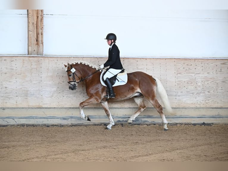 Haflinger Semental 4 años 152 cm in Hirzenhain