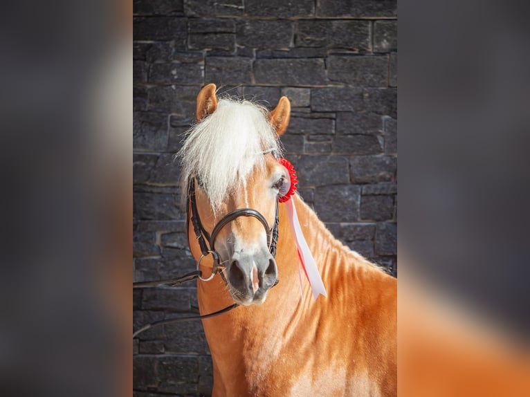 Haflinger Semental 4 años 153 cm Alazán in Karlsbad