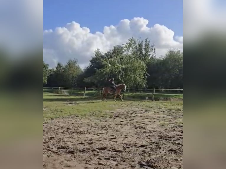 Haflinger Semental 4 años 153 cm  in Bellingwolde