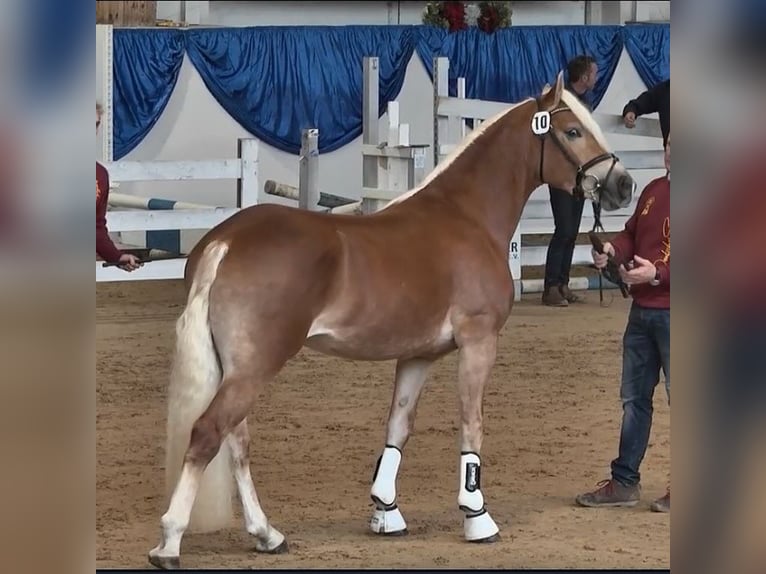 Haflinger Semental 5 años 152 cm in Hirzenhain