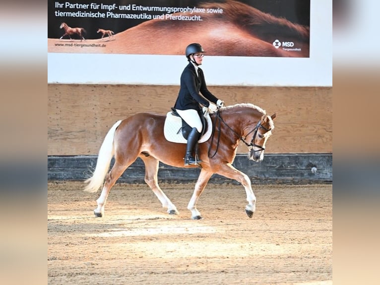 Haflinger Semental 5 años 152 cm in Hirzenhain