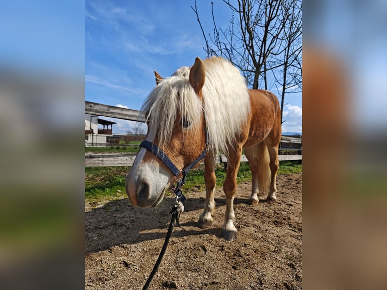 Haflinger Semental 5 años 153 cm Alazán-tostado in Ljubljana
