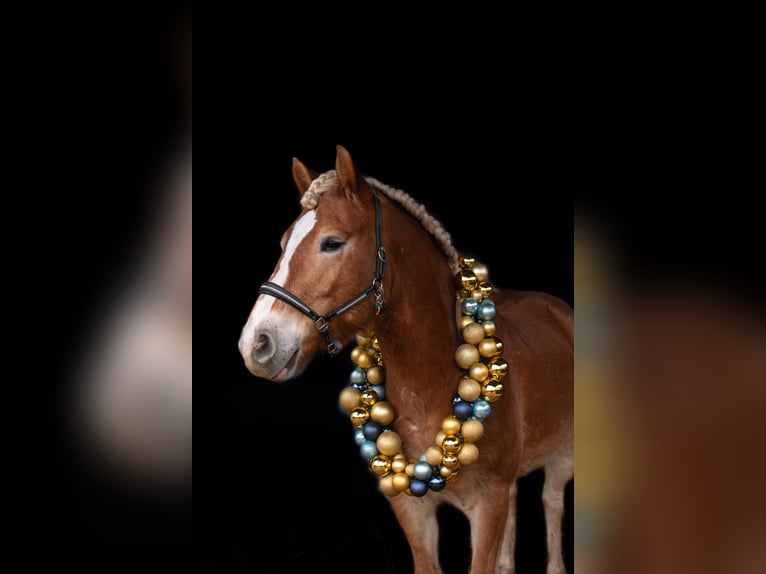Haflinger Semental 5 años 154 cm  in Voitsberg