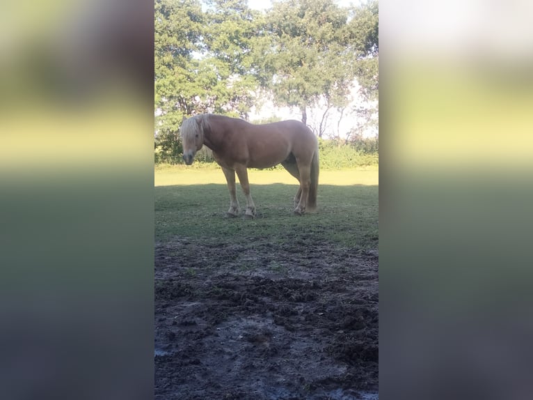Haflinger Semental 6 años 145 cm Castaño oscuro in Wester-Ohrstedt