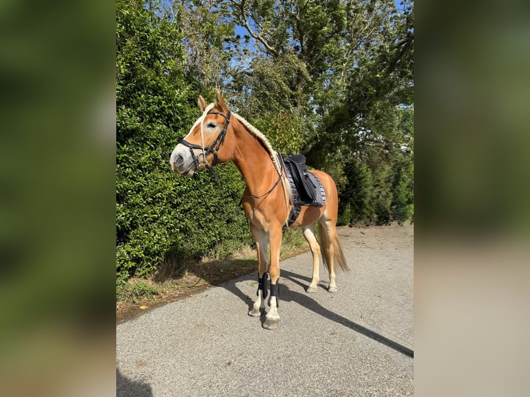 Haflinger Semental 6 años 155 cm Alazán in Hellevoetsluis