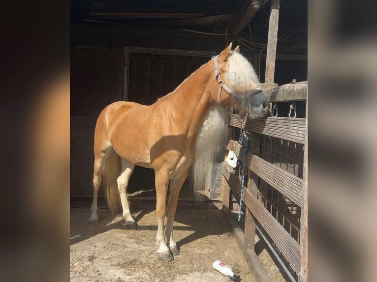 Haflinger Semental 6 años 155 cm Alazán in Hellevoetsluis