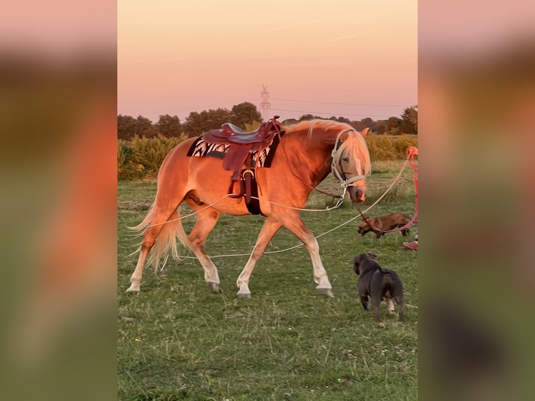 Haflinger Semental 6 años 158 cm Alazán in EmlichheiM