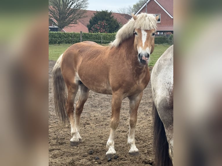 Haflinger Semental 6 años 158 cm Alazán in EmlichheiM