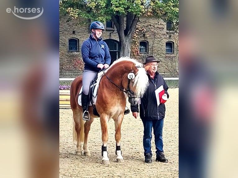 Haflinger Semental 7 años 148 cm Alazán in Telgte