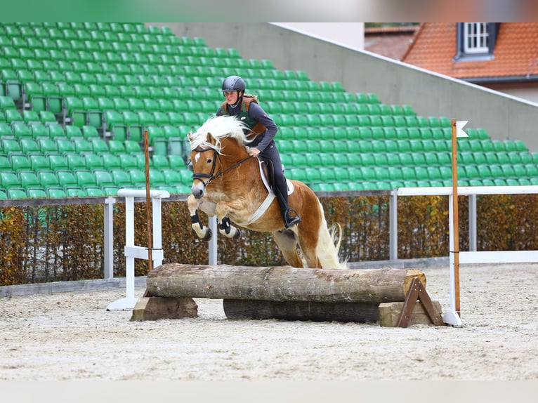 Haflinger Semental 8 años 153 cm Alazán in Trebbin