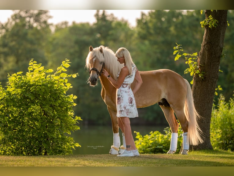 Haflinger Semental 8 años 153 cm Alazán in Trebbin