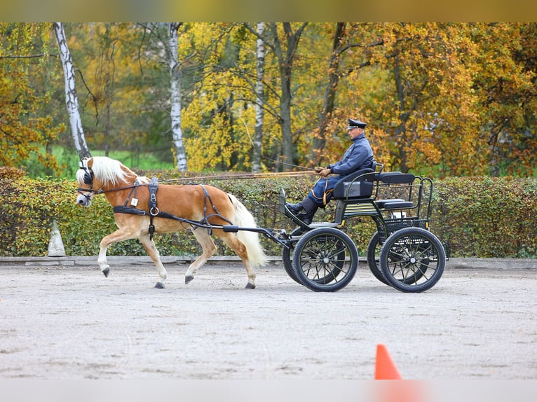 Haflinger Semental 8 años 153 cm Alazán in Trebbin