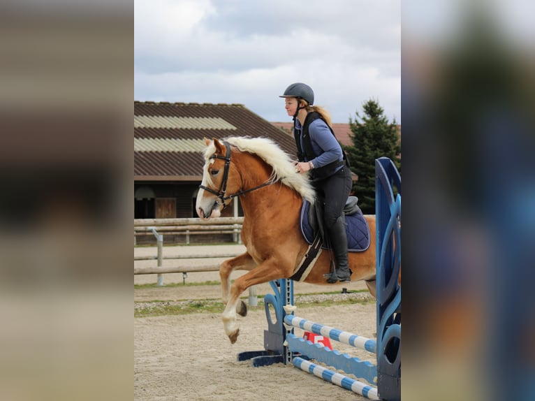 Haflinger Semental Alazán in Juvincourt et Damary