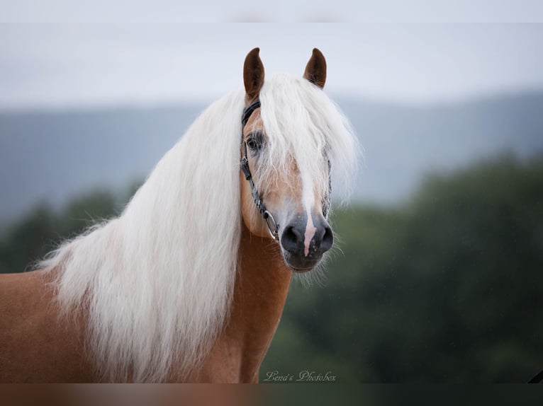 Haflinger Semental Alazán in Wuppertal