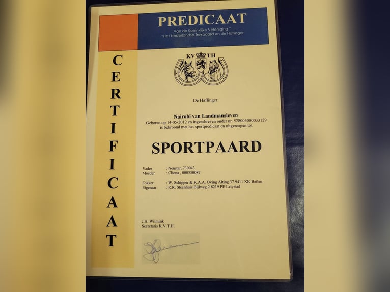 Haflinger Semental Alazán in Lelystad