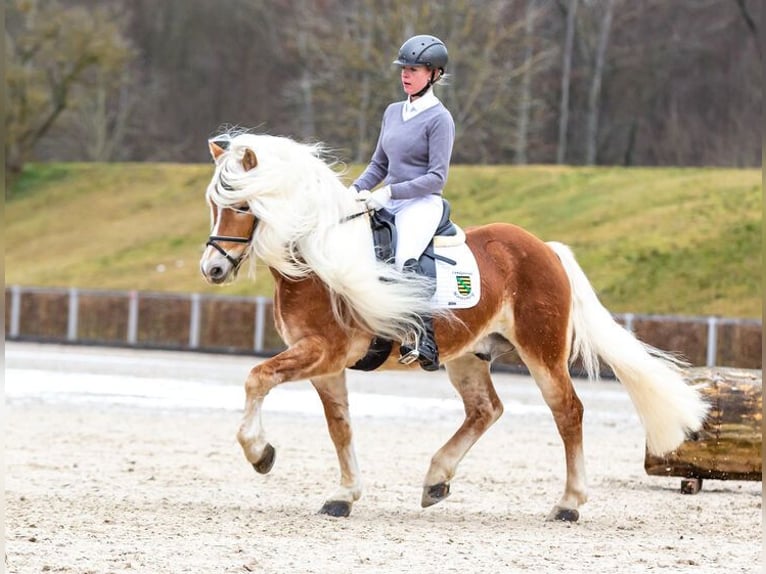 Haflinger Semental Alazán in Eppendorf