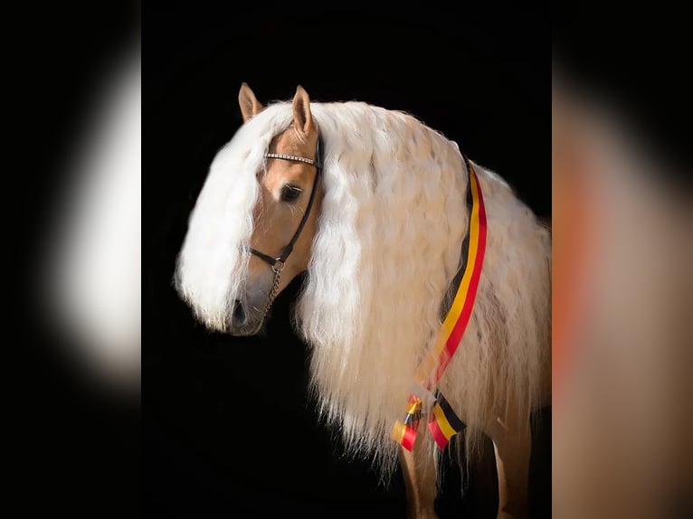 Haflinger Semental Alazán in Staufenberg