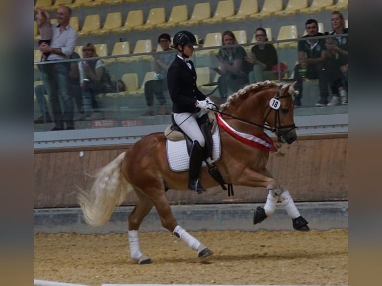 Haflinger Semental Alazán in Wuppertal