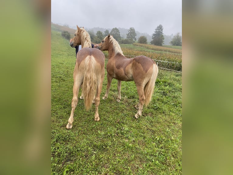 Haflinger Semental Castaño claro in Novo mesto