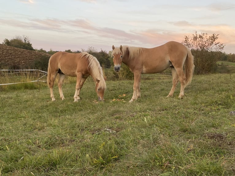 Haflinger Semental Castaño claro in Novo mesto