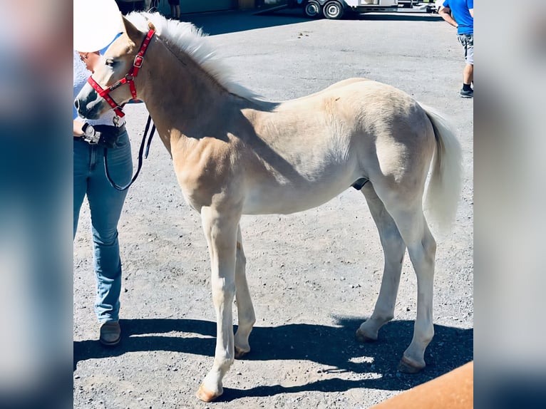 Haflinger Semental Potro (04/2025) 130 cm Alazán in Dellach