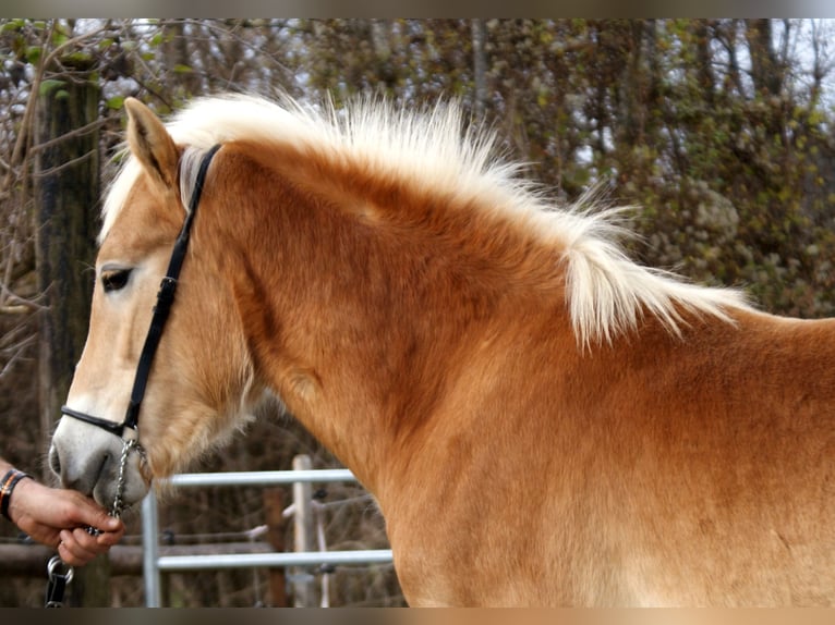 Haflinger Semental Potro (04/2025) 135 cm Alazán in Dellach