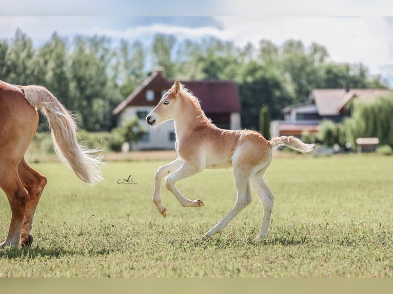 Haflinger Semental Potro (05/2026) 148 cm Alazán in Saxen