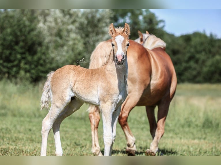 Haflinger Semental Potro (05/2026) 148 cm Alazán in Saxen